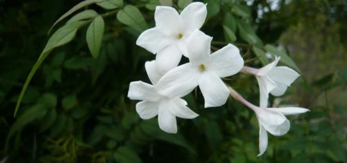 Jasmin-650x307