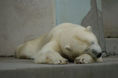 Zoo-mulhouse-ours-blanc