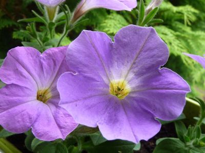 Fleurs du jardin mai 2012 008