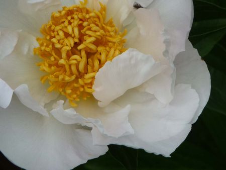 Fleurs du jardin mai 2012 003