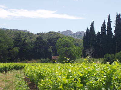 Juin-provence