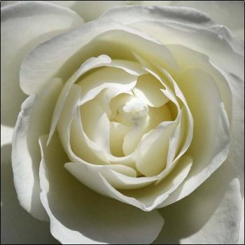 Rose-blanche-n-1611295-0