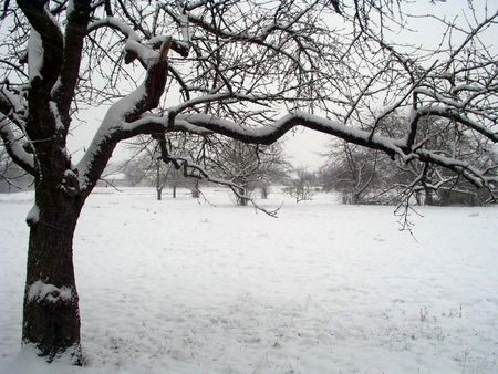 Neige au réveil