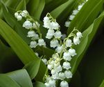 Muguet1