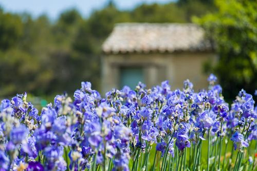 Iris photo chris golson