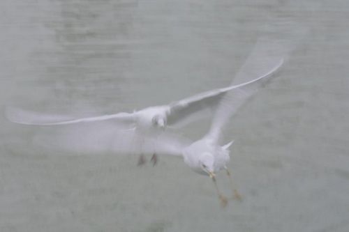 Mouettes2brouillard