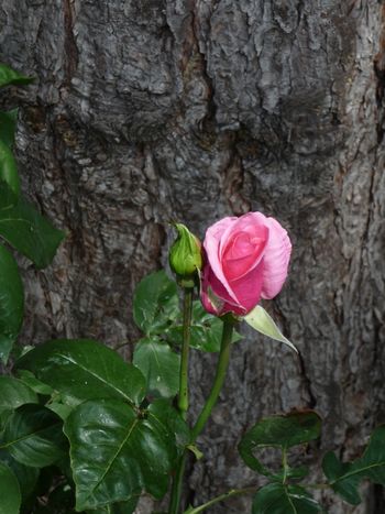 Rose jardin 2