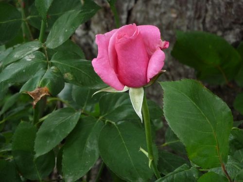 Rose du jardin 1