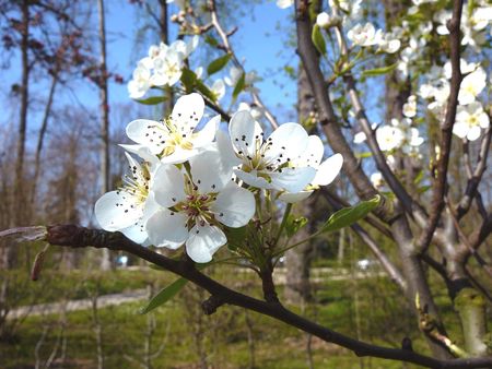 Fleursdecerisier