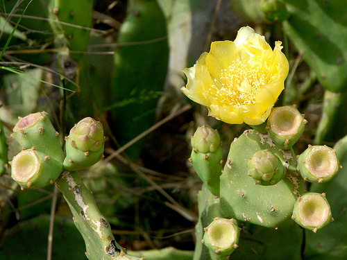 tipasa cactus