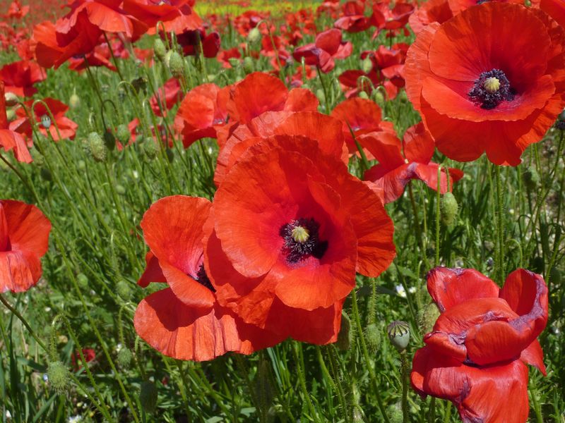 coquelicots