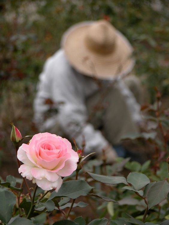 la rose du jardin