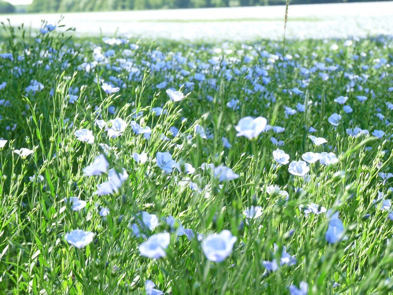 fleurs de lin