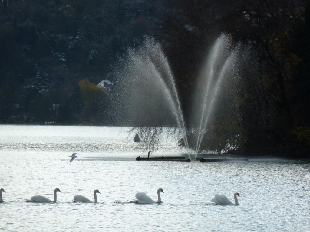 cygne sur le lac d'annecy