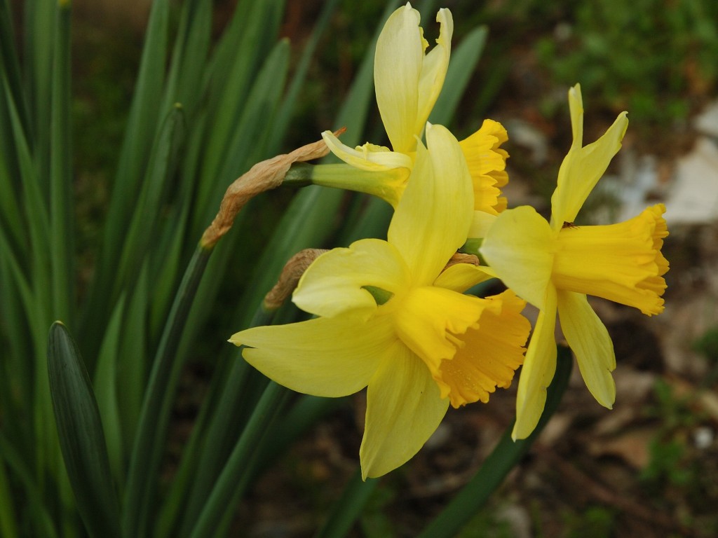 Narcissus_2005_spring_002
