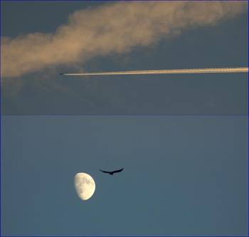 oiseau-lune-avion.1260550825.thumbnail