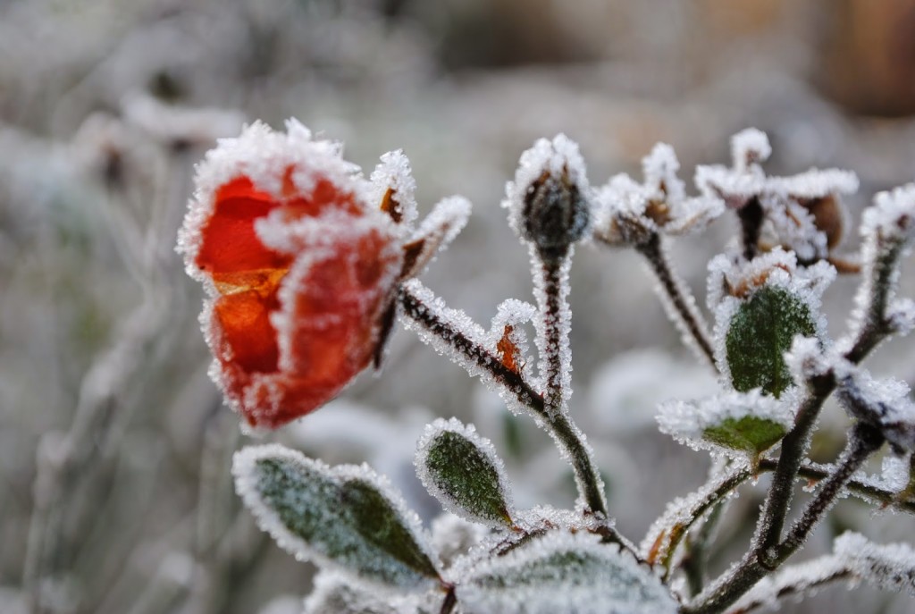 l'hiver annoncant le printemps